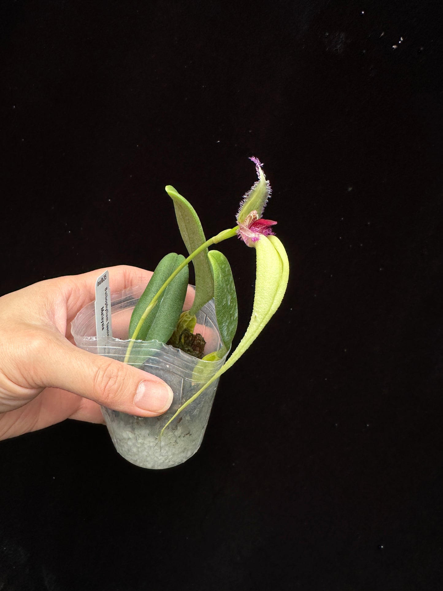Bulbophyllum fascinator semi-alba 230814