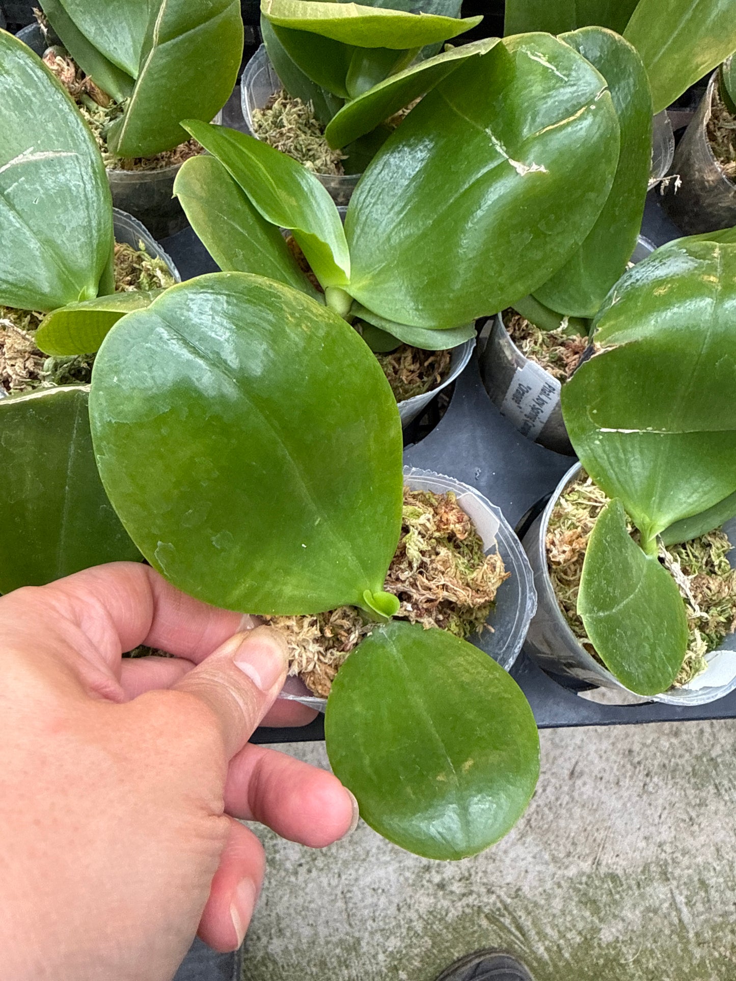 Phalaenopsis Joy Spring Canary 'Orange' Fragrant