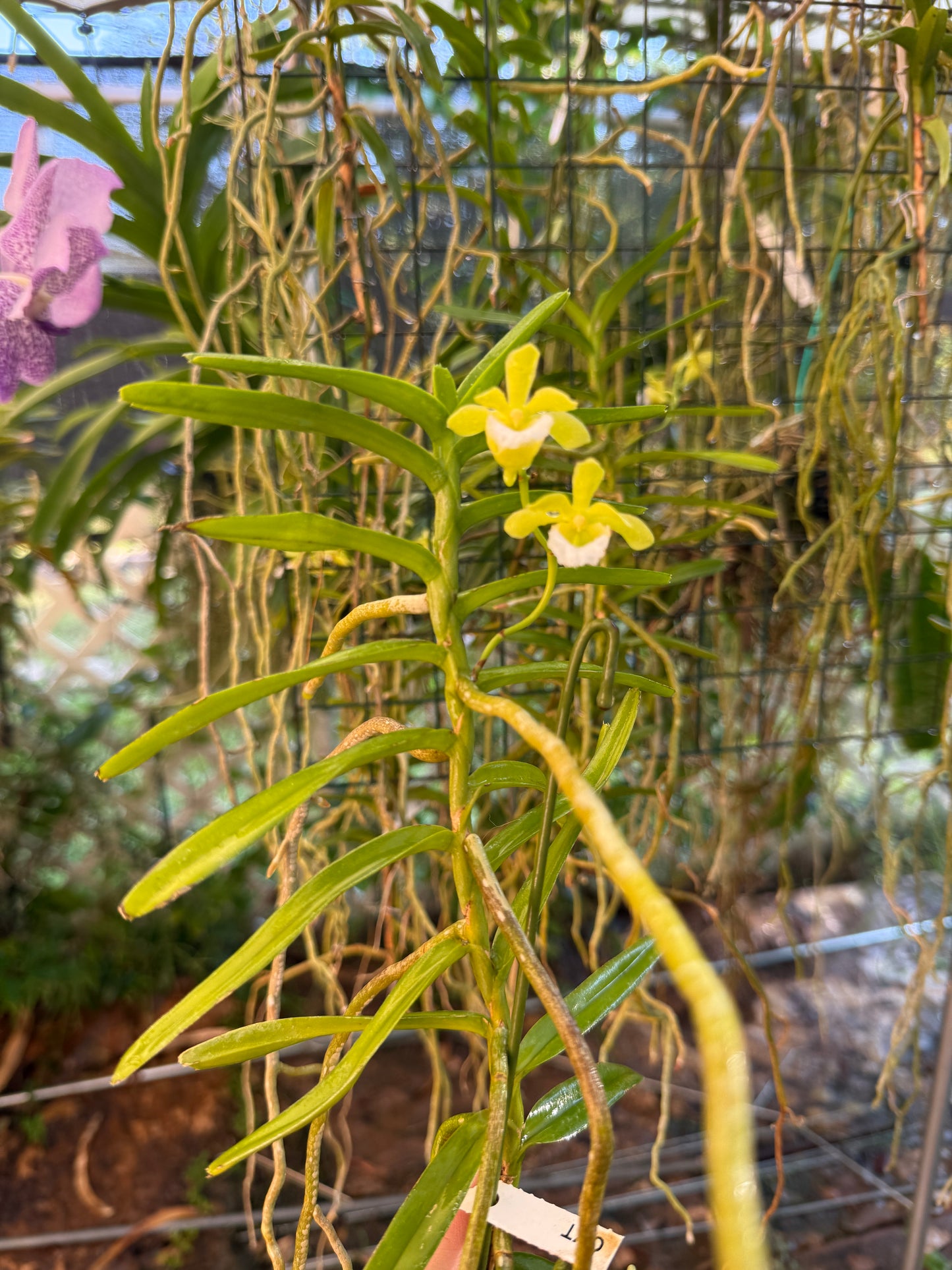 Vanda (Christensonia) vietnamica