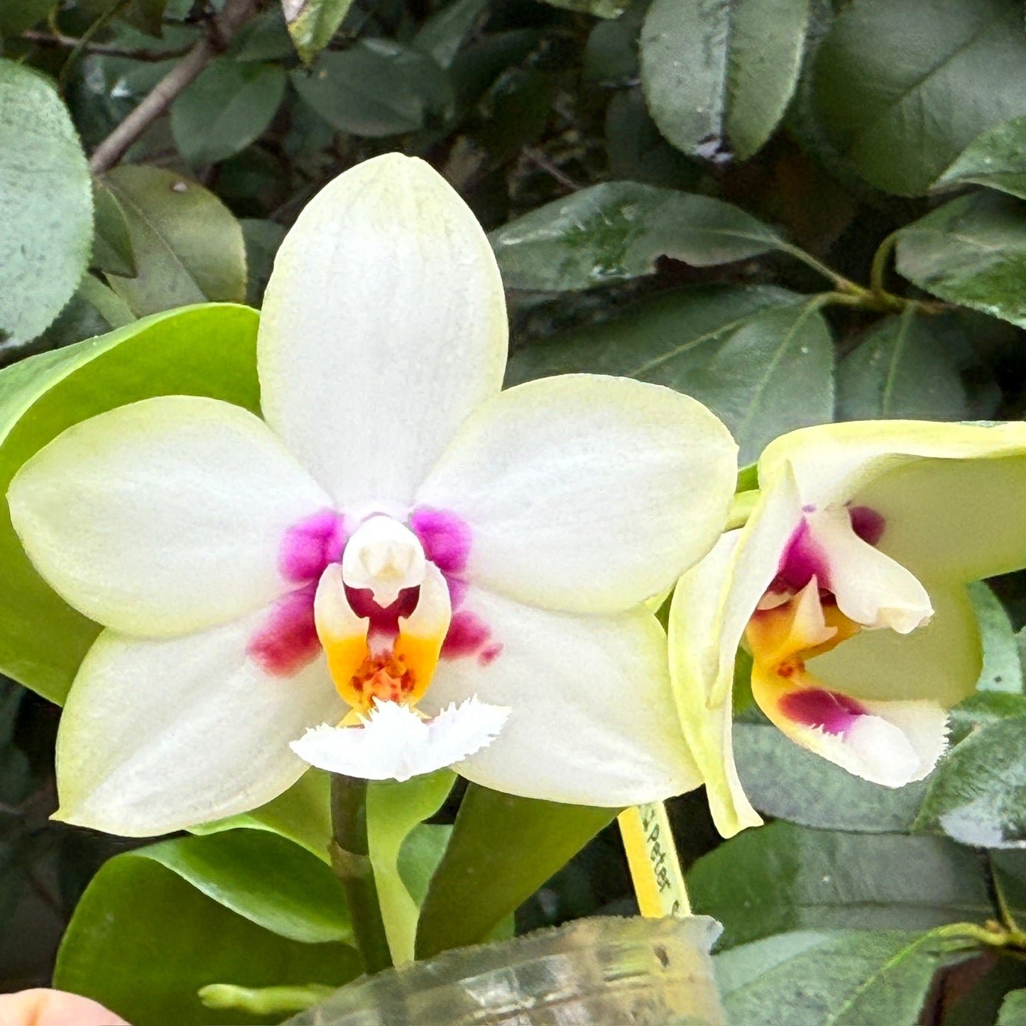 Phalaenopsis Ba-Shi Blackspot 241102 Flowering