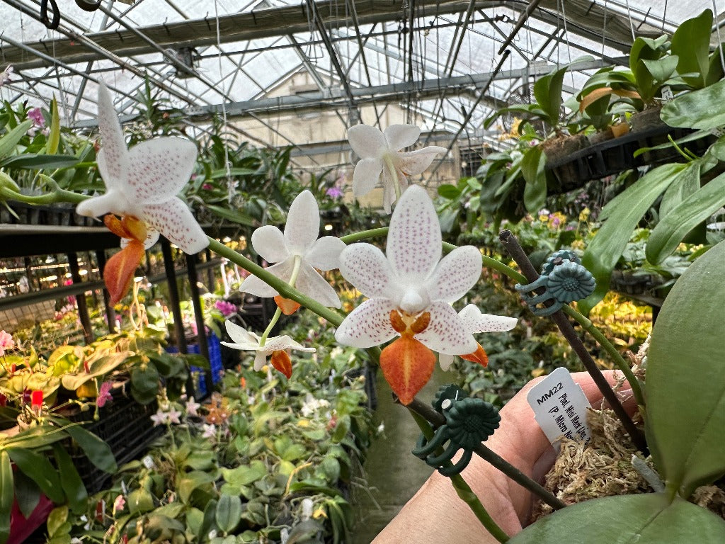 Phalaenopsis Mini Mark (Clones) Flowering