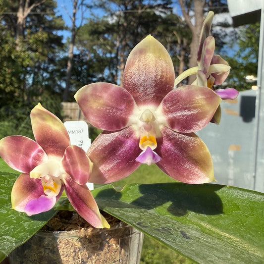 Phalaenopsis LD Green Tiger x Mituo Speciosa Dragon 250508 Flowering seed grown