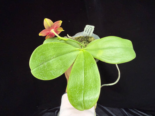 Phalaenopsis Princess Kaiulani 'K-162' 250515 Flowering