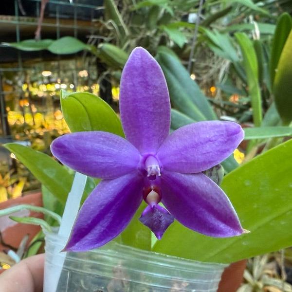 Phalaenopsis Norman's Blue Jennifer x Mainshow Blue Wave QA-070 Seed Grown