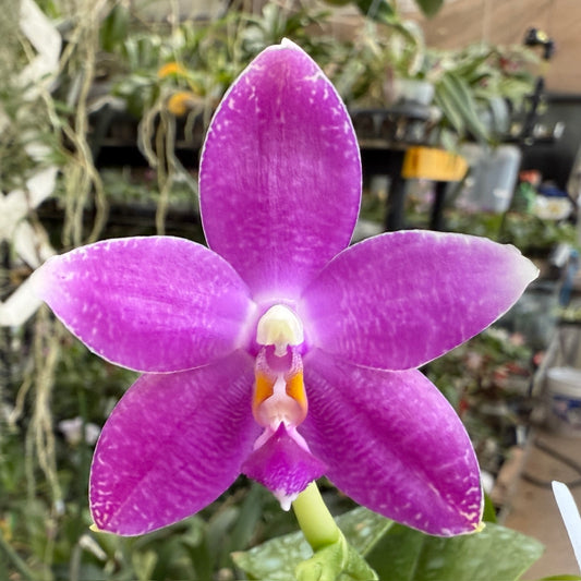 Phalaenopsis (Yaphon Blue Jewel X Lioulin Blue Peacock) 2505-4 Flowering