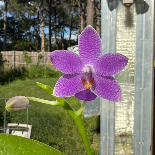 Phalaenopsis Micaels Songshan 250509 Flowering