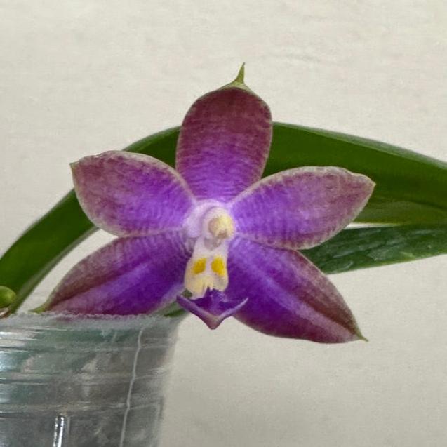 Phalaenopsis Mainshow Colourful red x Mituo Love QA-074 - See Grown