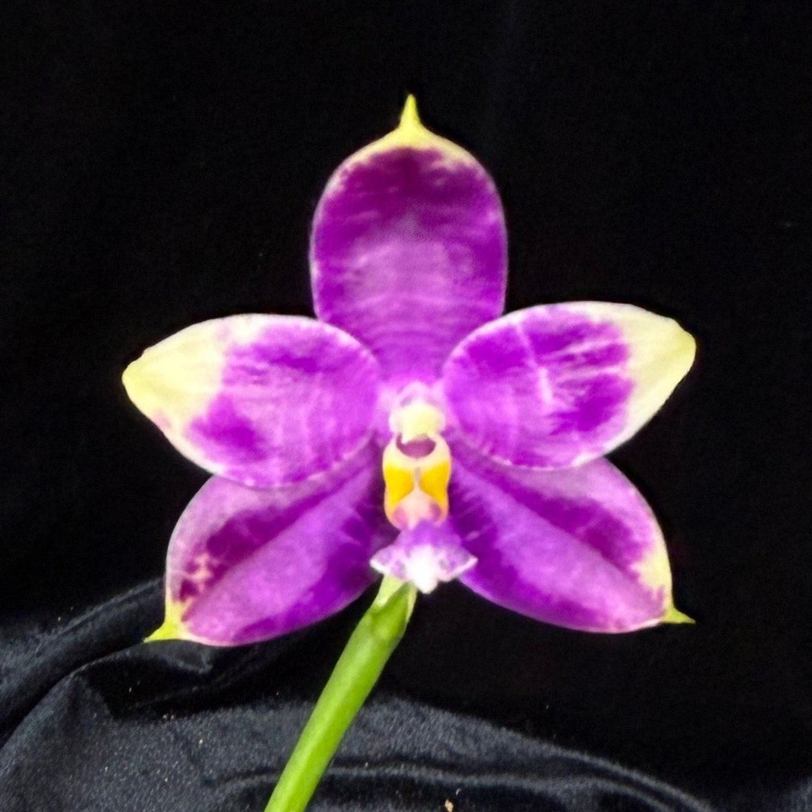 Phalaenopsis LL Blue Parrot - KM3441