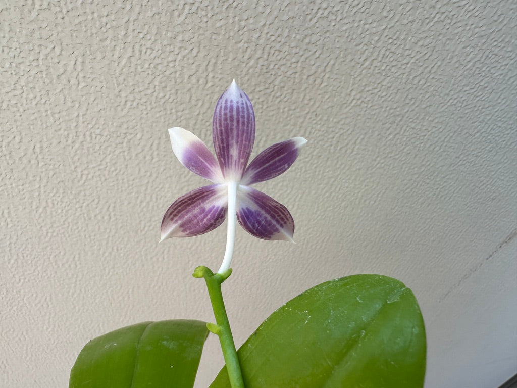 Phalaenopsis tetraspis 'Wilson 712'