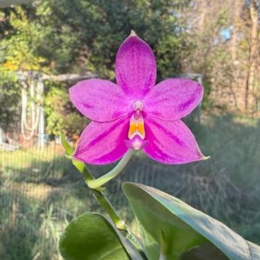 Phalaenopsis Mituo Reflex Dragon x Lioulin Bluebird 241108 Flowering 2 spikes