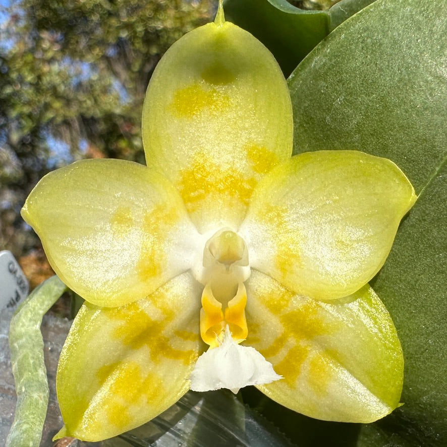 Phalaenopsis Mainshow Cyborg 231206 Flowering