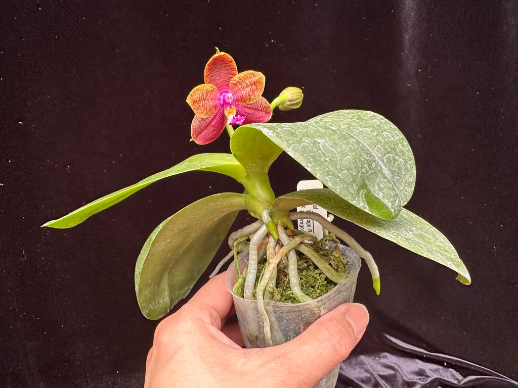 Phalaenopsis (Sogo Relex X Dragon Tree Eagle) 'Peter'