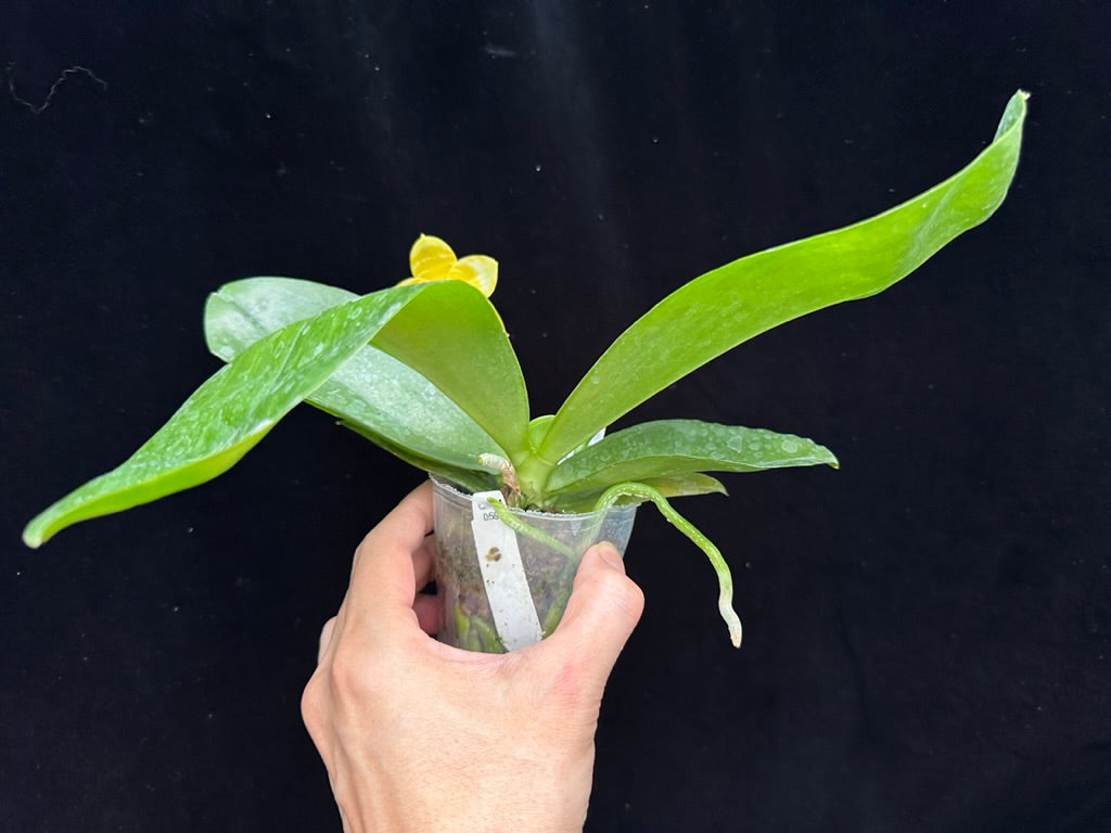Phalaenopsis Yaphon Love Song 'Yellow #2' Flowering 230811