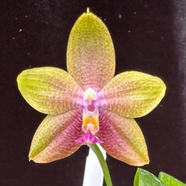 Phalaenopsis Smiley Bluebird x Mituo Princess, Seed Grown