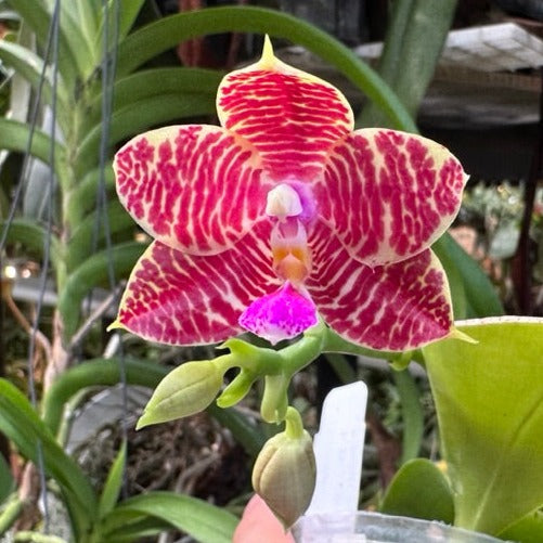 Phalaenopsis (Zheng Min Etching × Brother Ambo Passion) 230826 Flowering