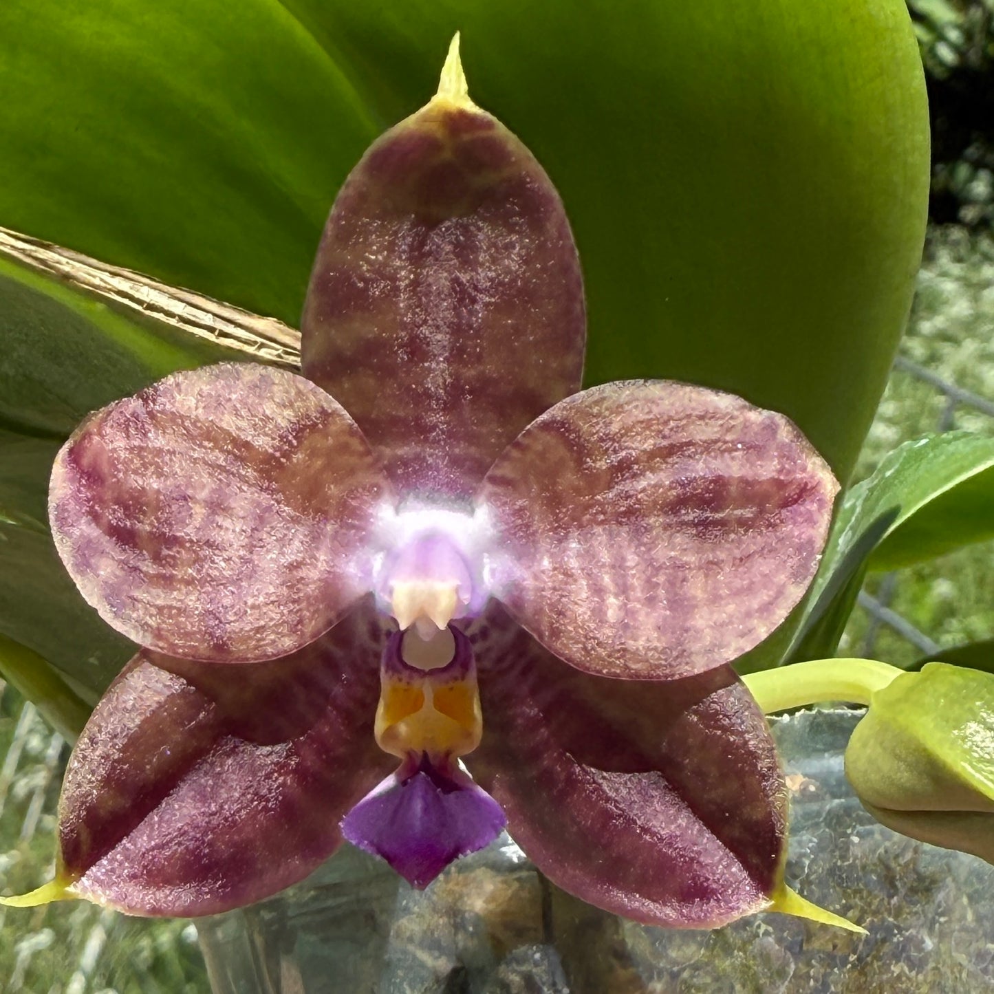 Phalaenopsis Mituo Purple Dragon 'Meteroic Iron' Budding