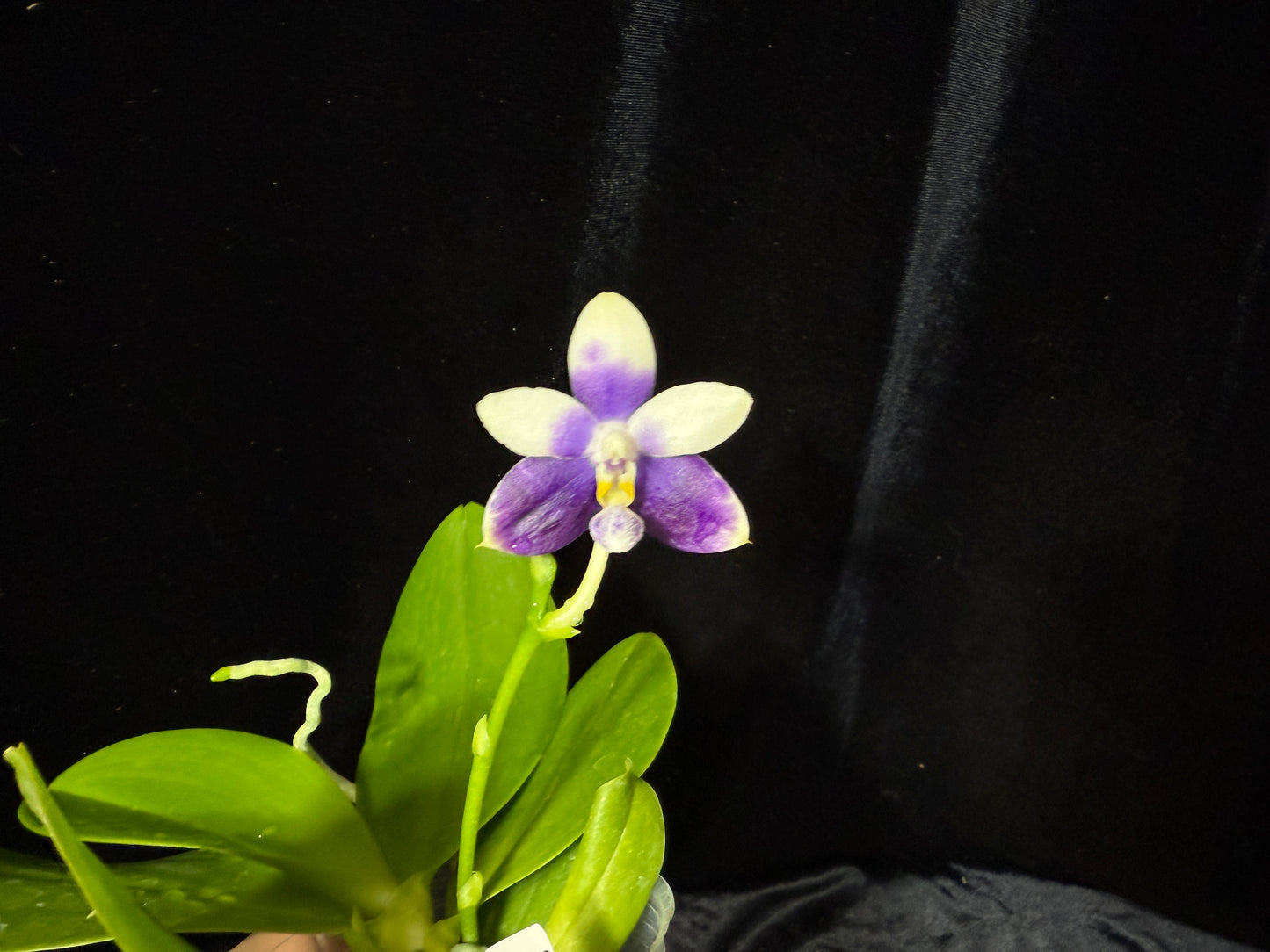 Phalaenopsis (Jennifer Palermo X Lioulin Blue Peacock) 241106 Flowering