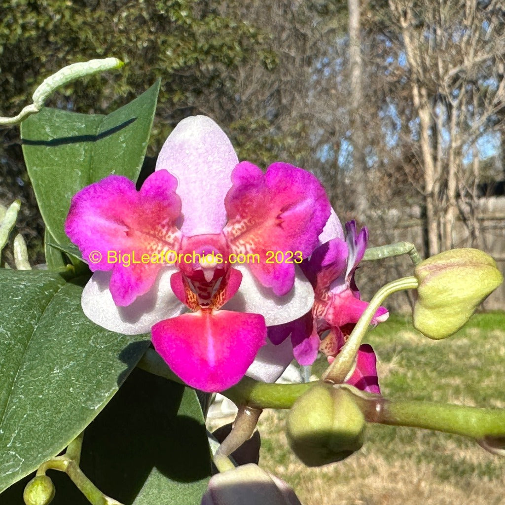 Phalaenopsis Liu's Berry 'Trinity' (Peloric) 230908 Flowering