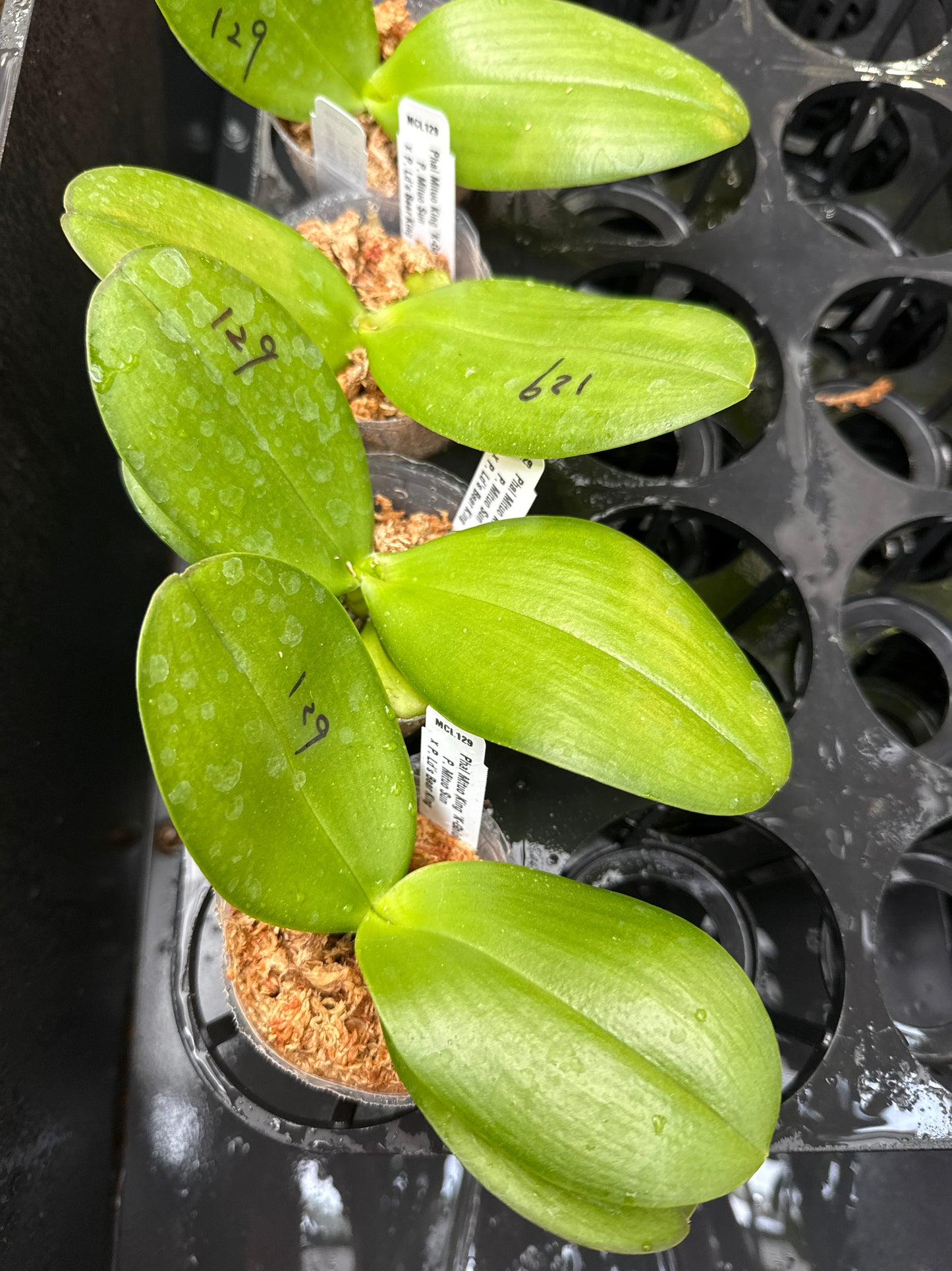 Phalaenopsis Mituo King 'K-Gold'