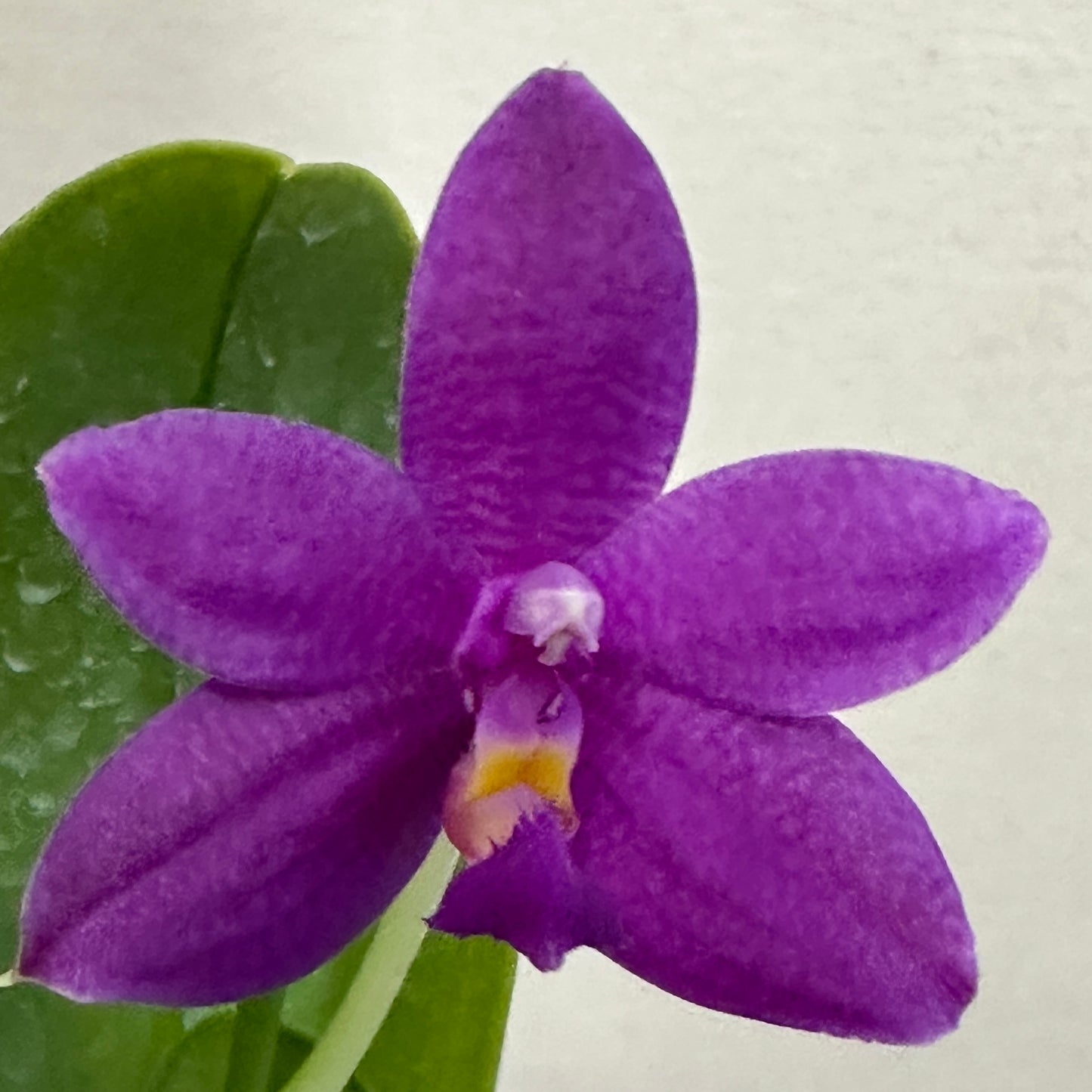 Phalaenopsis Luedde-violacea - Seed Grown