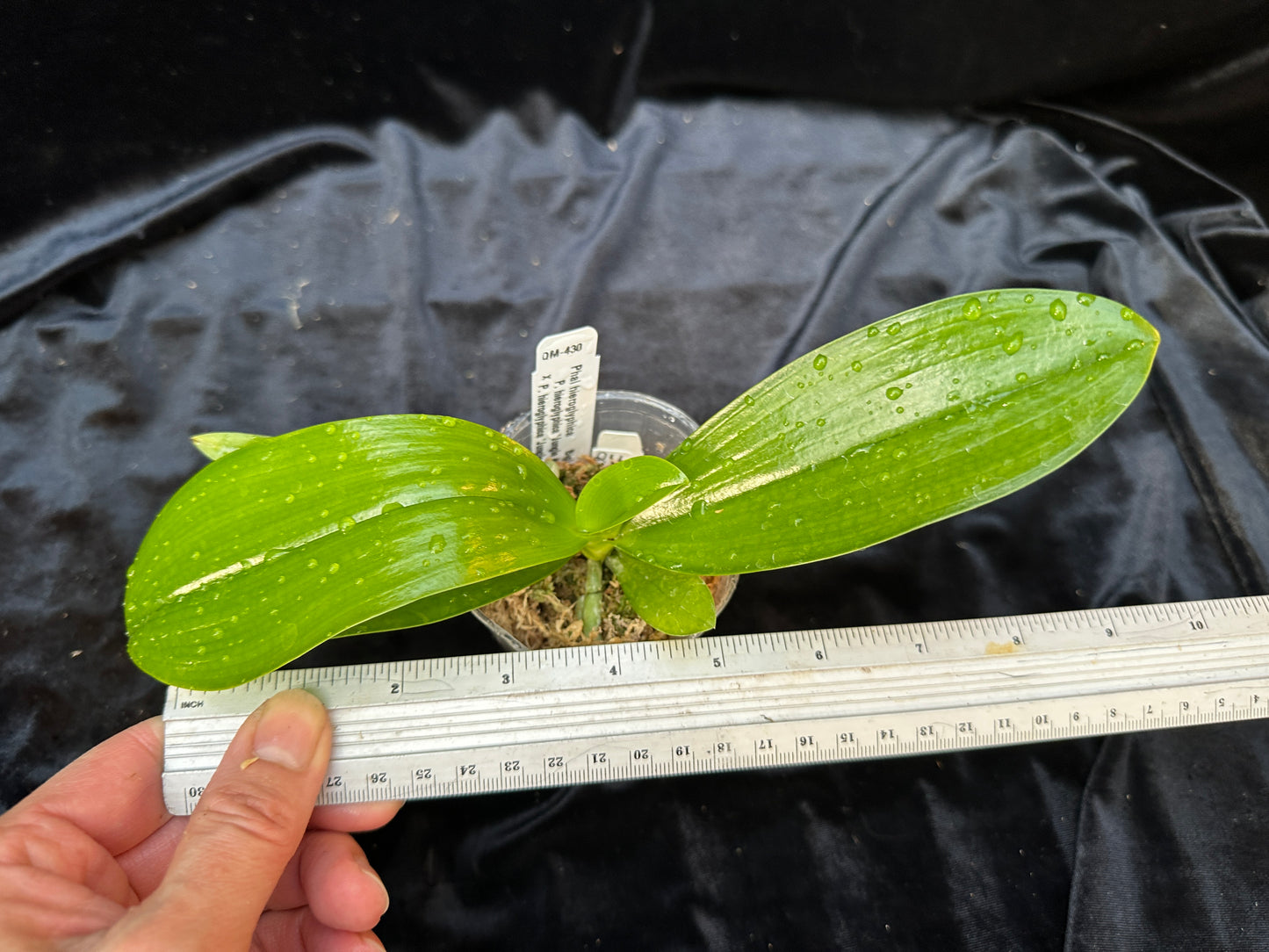 Phalaenopsis hieroglyphica x sib, Seedling, QM-429