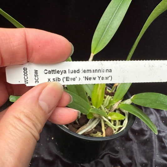 Cattleya lueddemanniana ('Eve' x 'New Year')