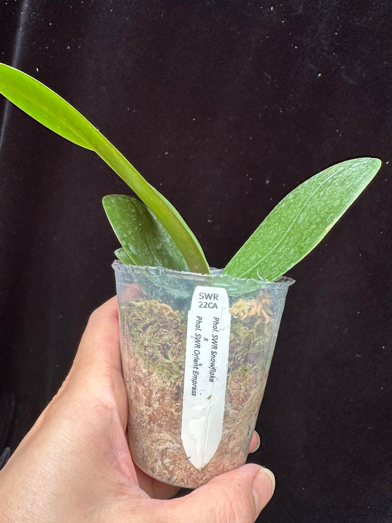 Phalaenopsis SWR Snowflake x SWR Orient Empress - Seed Grown