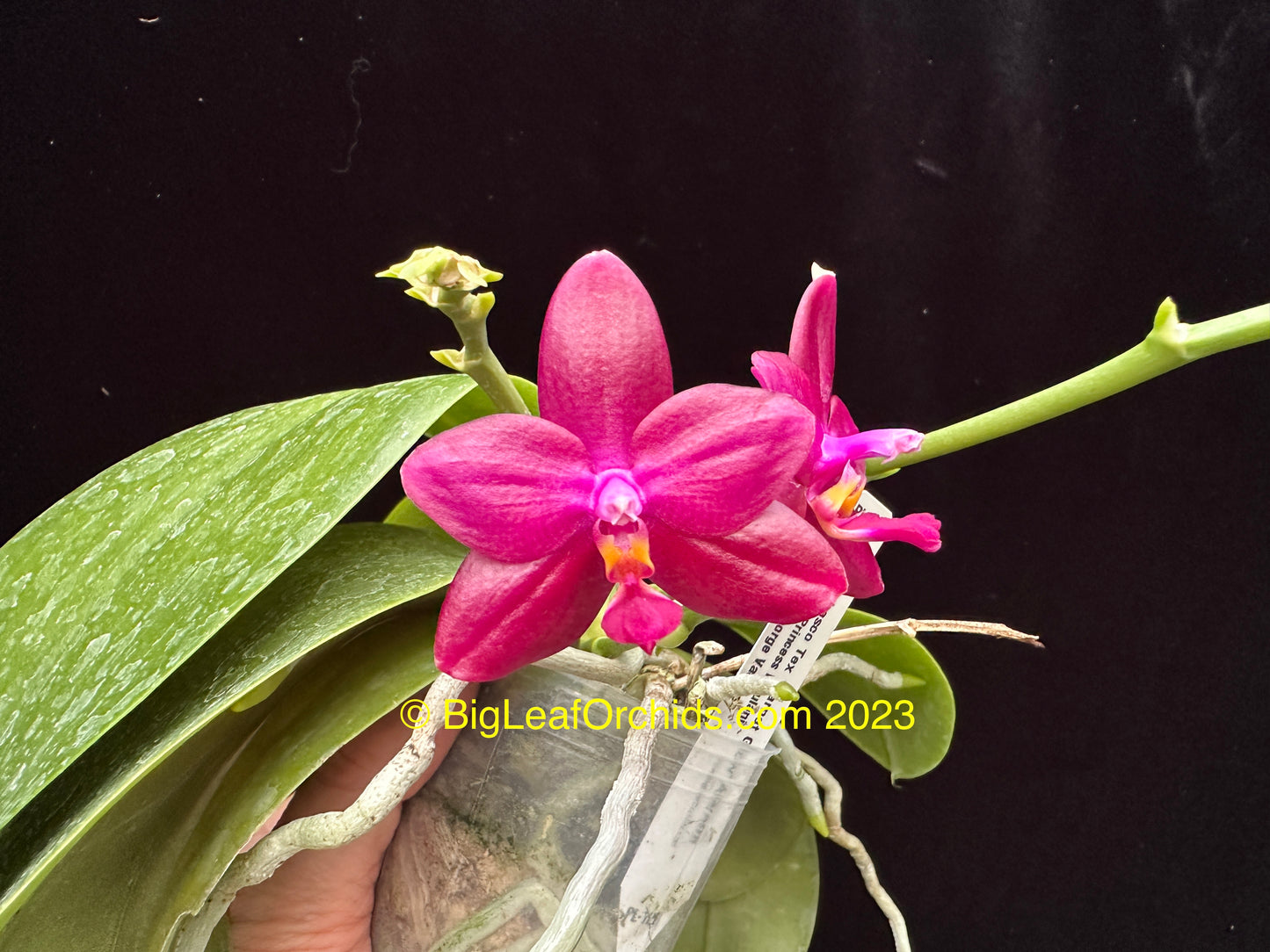 Phalaenopsis Tabasco Tex 'Garnet Glow' AM/AOS 230615