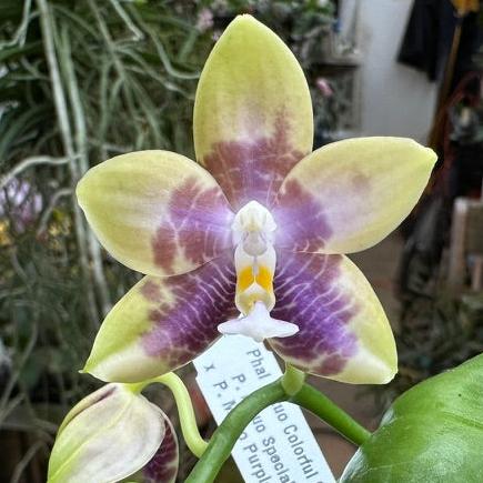 Phalaenopsis Mituo Colorful Gem 240904 Flowering