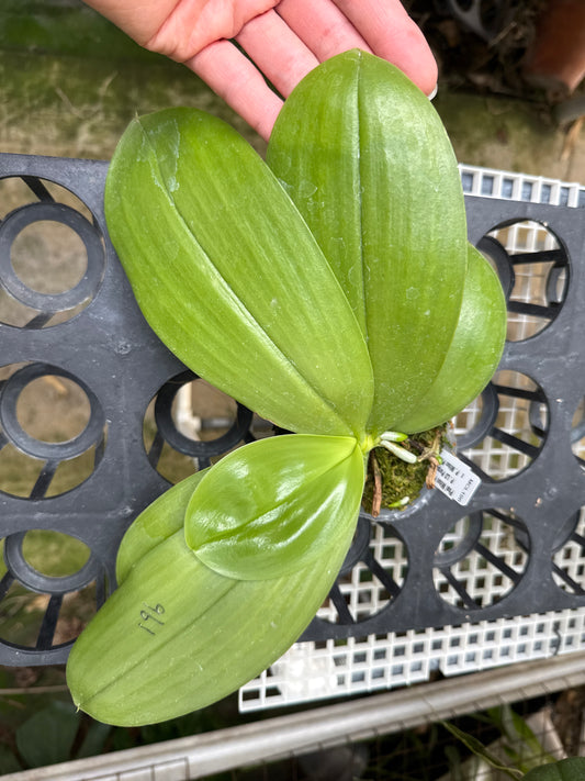 Phalaenopsis Mituo Purple Dragon 'Cyan Crane'