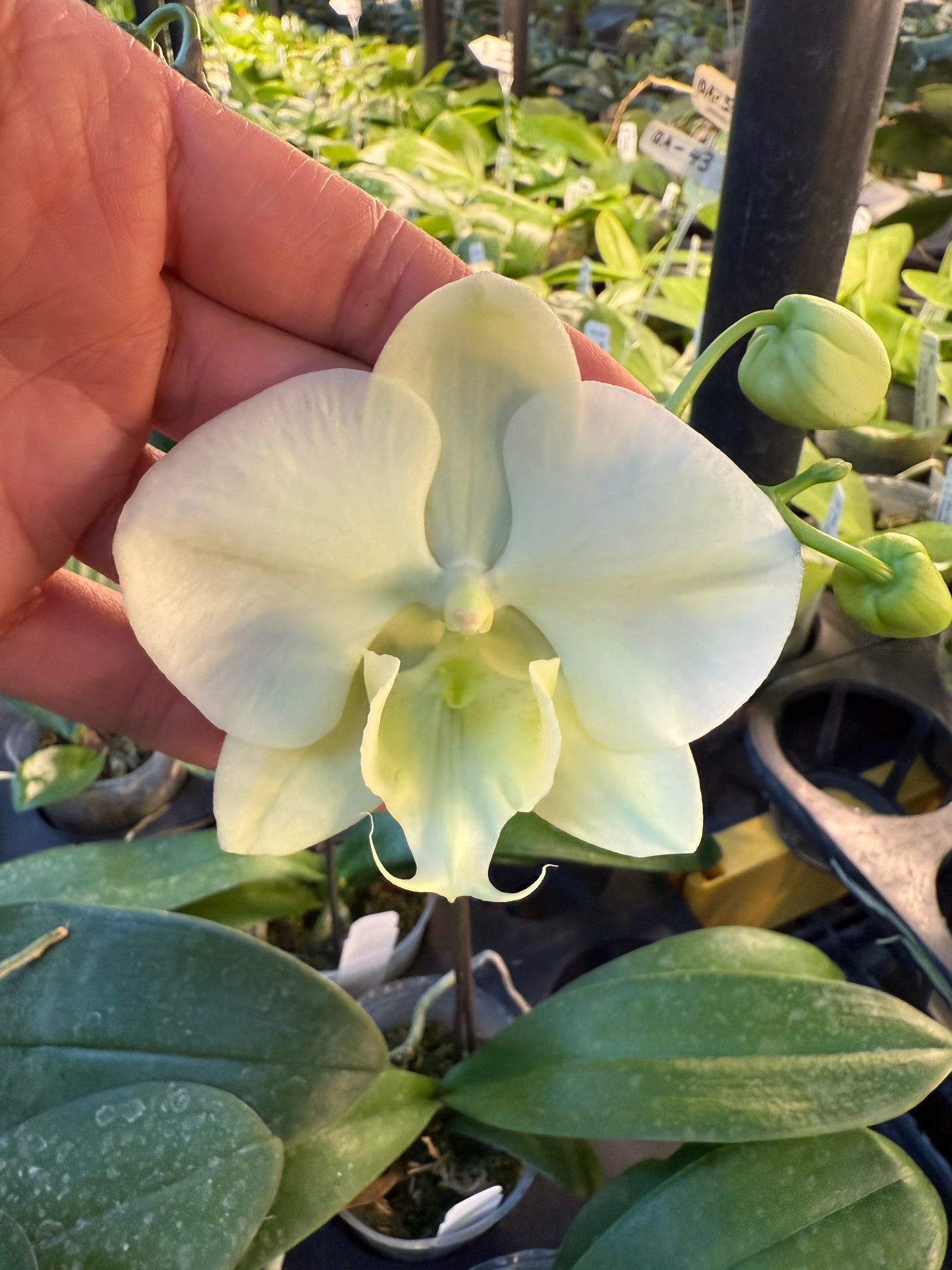 Phalaenopsis ((P. Golden Apollon x (Taida Pearl x Little Gem Stripes)) x Tying Shin Ice Cream - Seed Grown