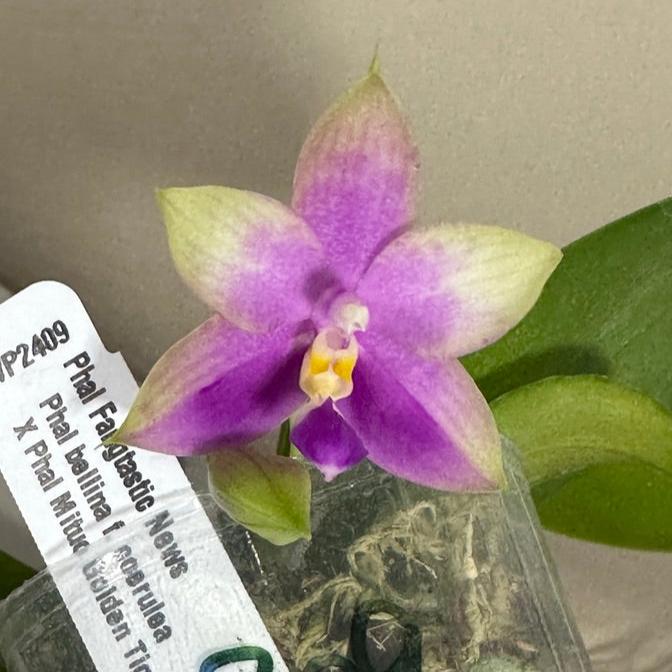 Phalaenopsis FANGtastic News - Seed Grown