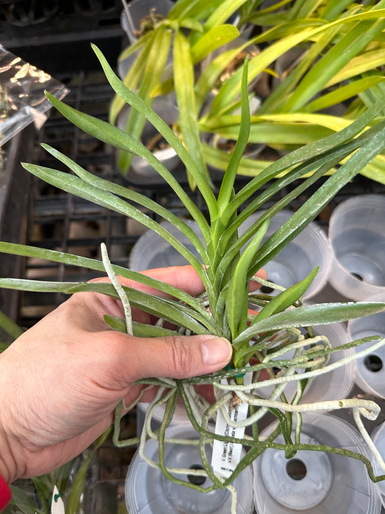 Vanda Green Light - Seed Grown