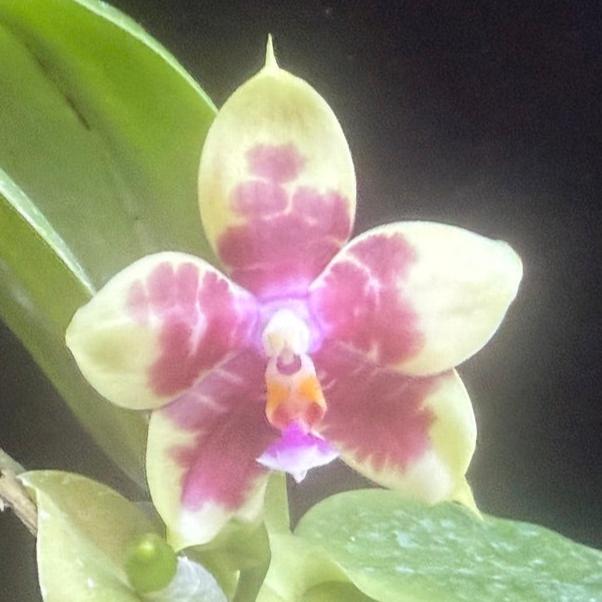 Phalaenopsis (Hannover Passion x Chang Yi Halo) X Mituo Purple Dragon 241109 Flowering