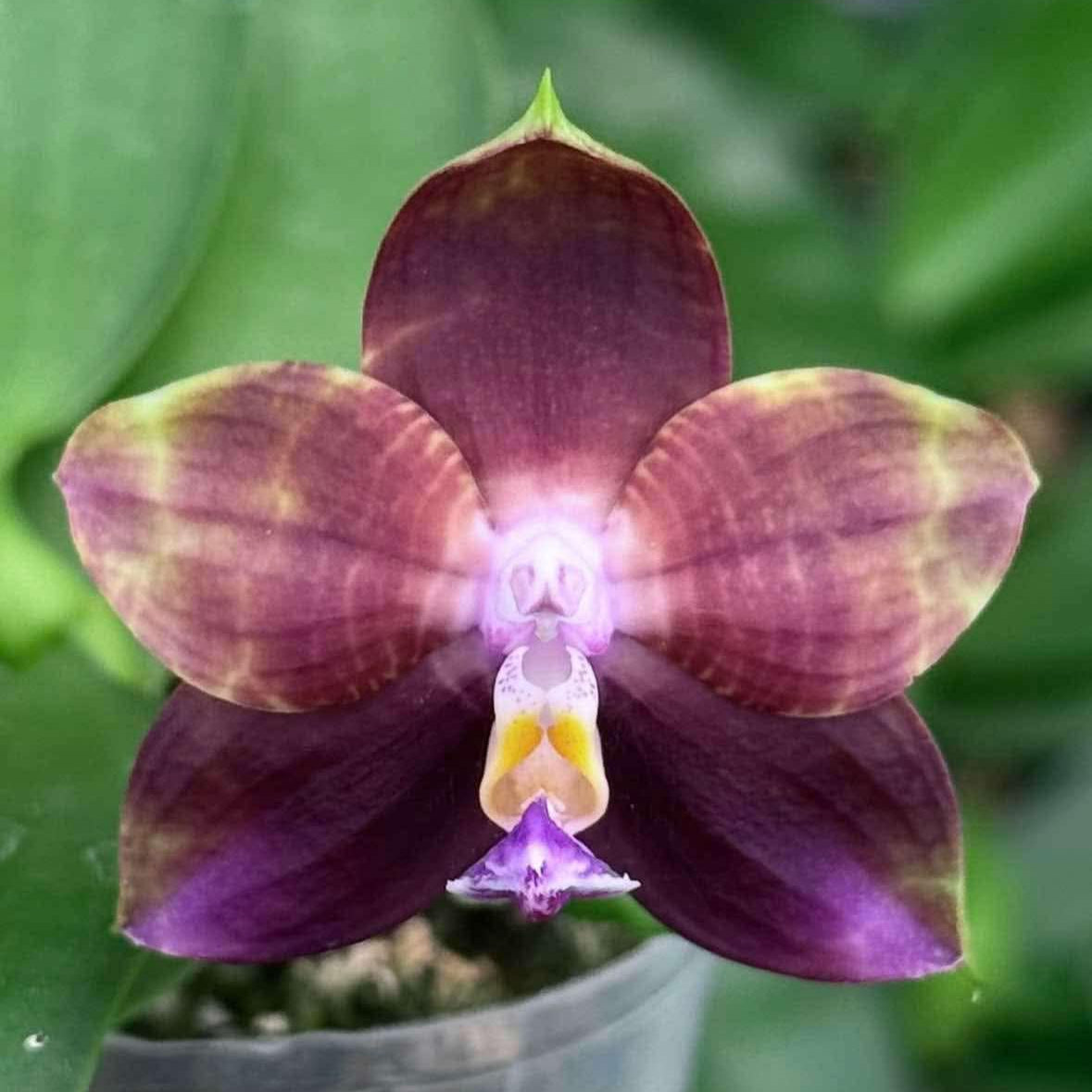 Phalaenopsis Mituo Obsidian 'Pluto'