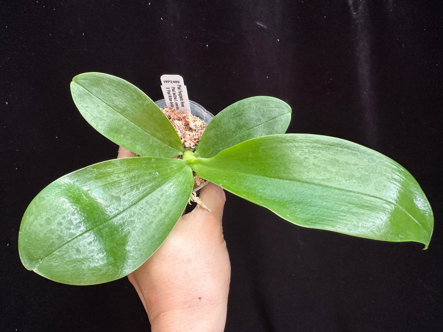 Phalaenopsis FANGtastic News - Seed Grown