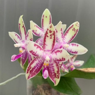 Phalaenopsis SWR Wild Champagne 'Do Sun' (clone)