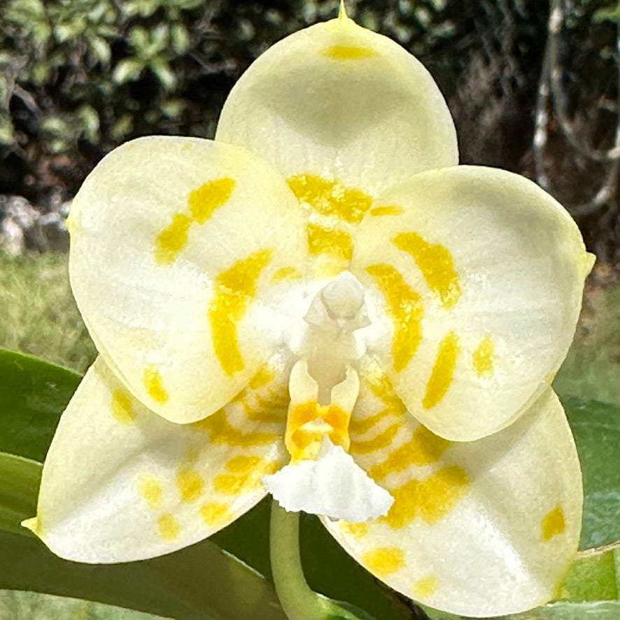 Phalaenopsis Yaphon Love Song 'Yellow Spot Very Round'