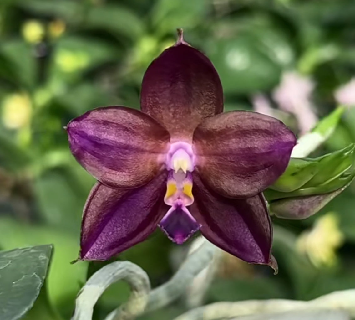 Phalaenopsis Mituo Purple Dragon 'Qilin'