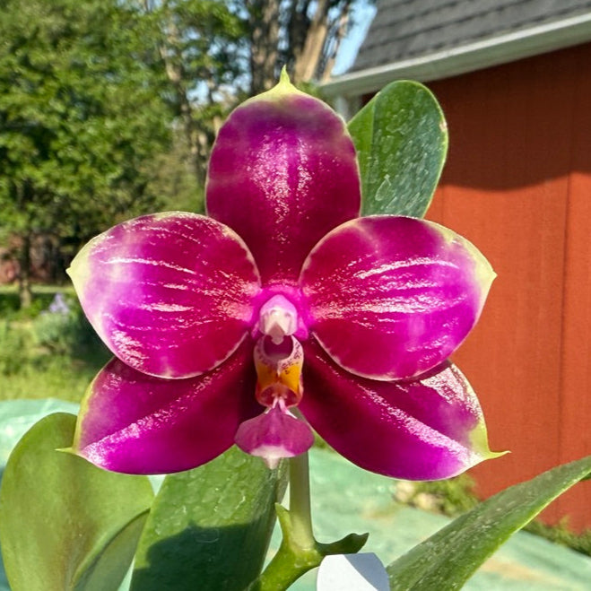 Phalaenopsis Mituo Purple Tiger 'Red Lotus' 250416 Flowering