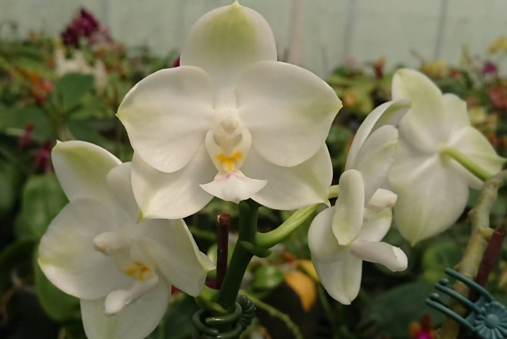 Phalaenopsis Mituo Diamond Canary 'Zen'