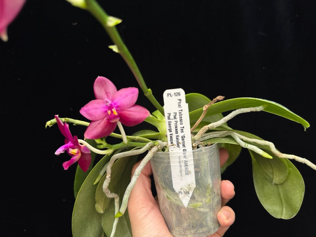 Phalaenopsis Tabasco Tex 'Garnet Glow' AM/AOS 230615