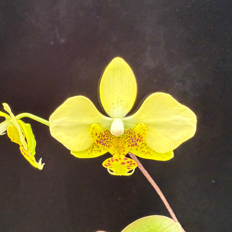 Phalaenopsis stuartiana var nobilis (Yellow Strain) x sib