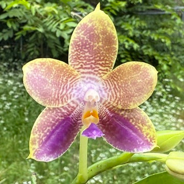 Phalaenopsis Mituo Purple Dragon x Mituo Purple Star 250517 Flowering - seed grown