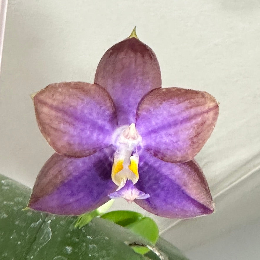 Phalaenopsis Mituo Reflex Dragon 'Blue Ring'