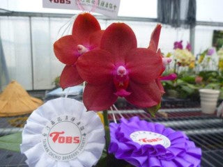 Phalaenopsis Mituo Sun Queen 'Mituo #3' AM/AOS