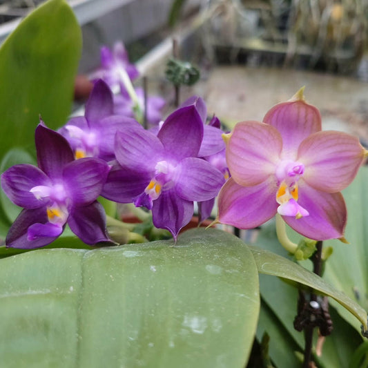 HY2506 Orchid Flask | Novelty Phalaenopsis | Big Leaf Orchids