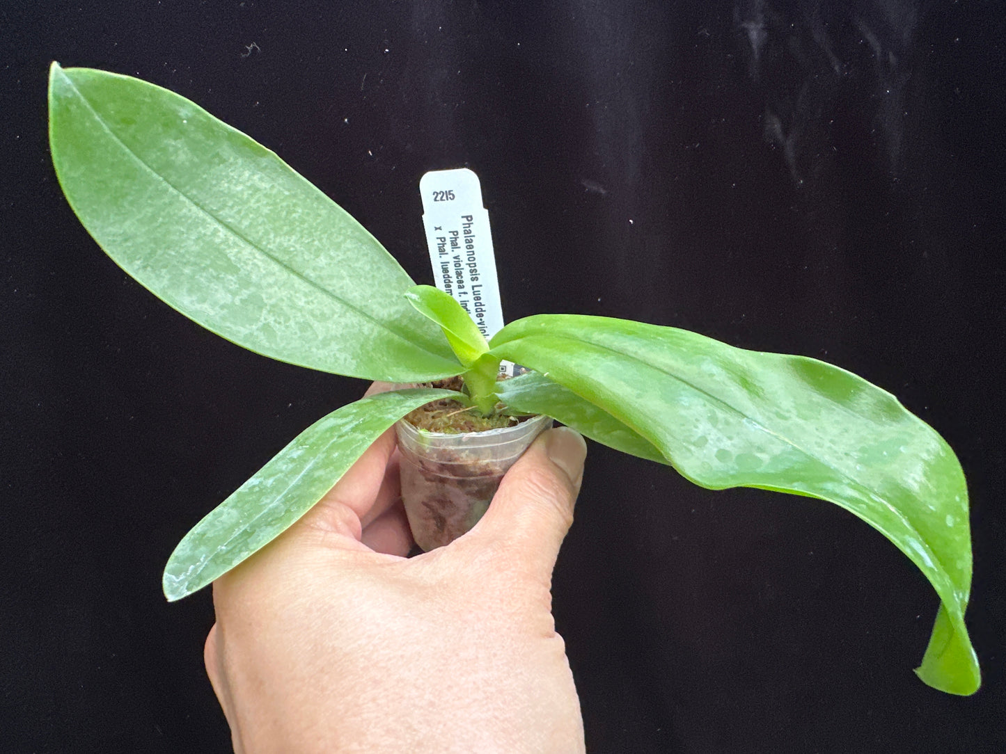 Phalaenopsis Luedde-violacea - Seed Grown