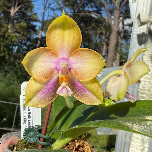 Phalaenopsis Mituo Gelb Eagle x Mituo GH King Star 250508 Flowering Seed Grown