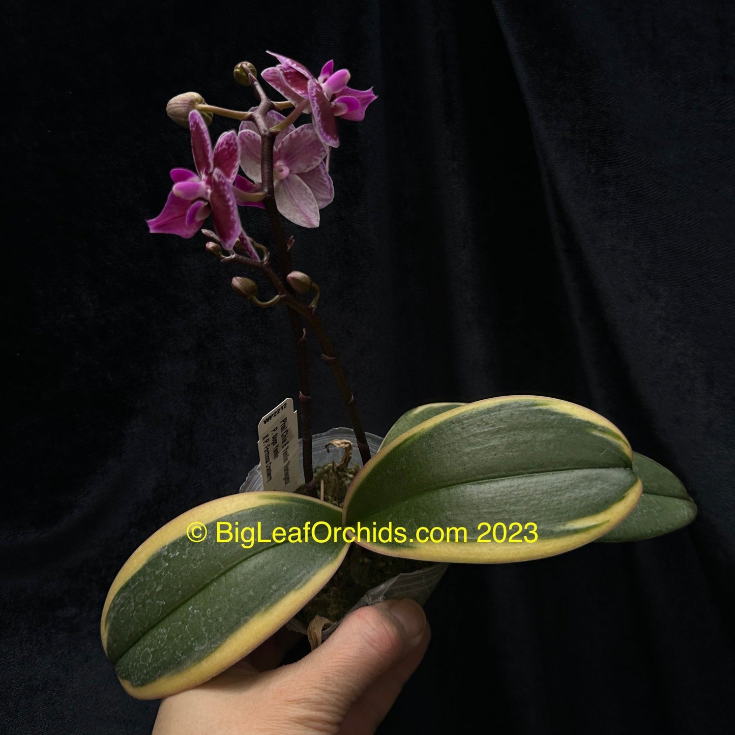 Phalaenopsis Chia E Yenlin 'Variegata' 231120 Spiking